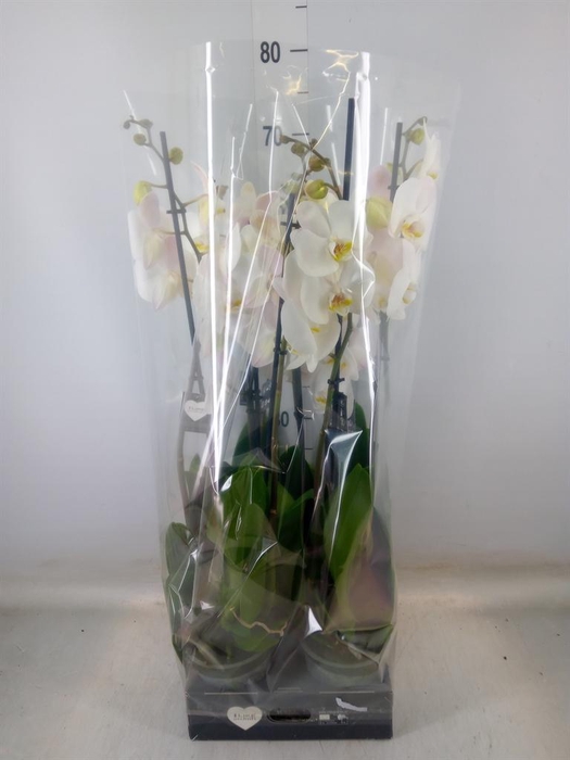 <h4>Phalaenopsis  'Ant Cambridge'</h4>