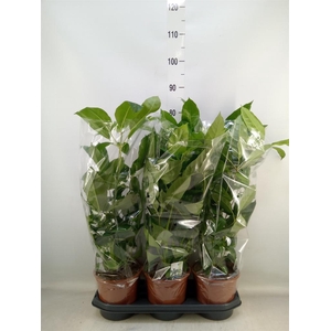 Schefflera actin. 'Amate'