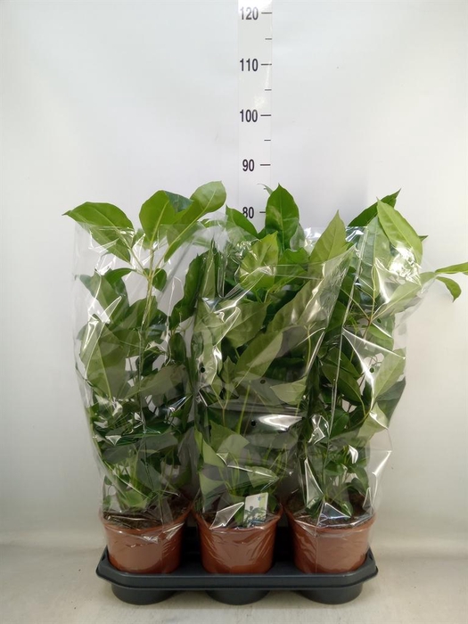 <h4>Schefflera actin. 'Amate'</h4>