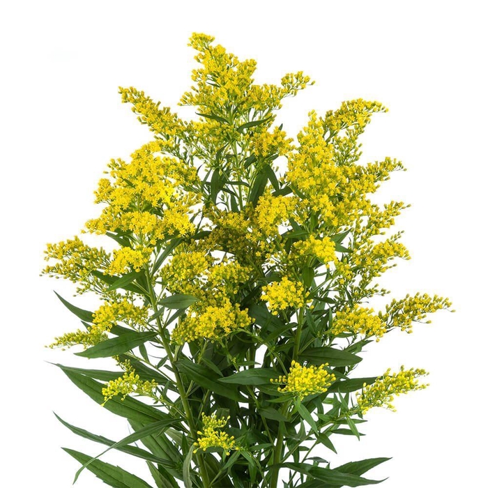 <h4>SOLIDAGO TARA Tessa</h4>