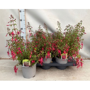 Fuchsia magellanica