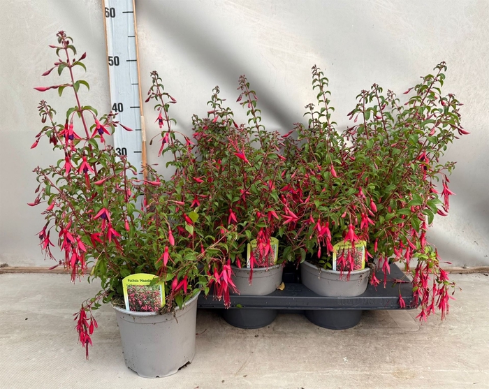 <h4>Fuchsia magellanica</h4>