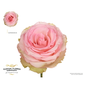 Rosa Premium Esperance