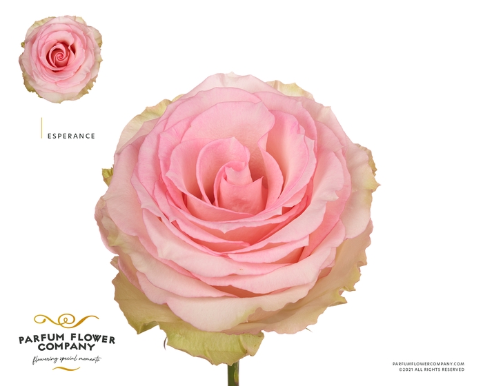 <h4>Rosa Premium Esperance</h4>