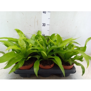 Asplenium antiquum