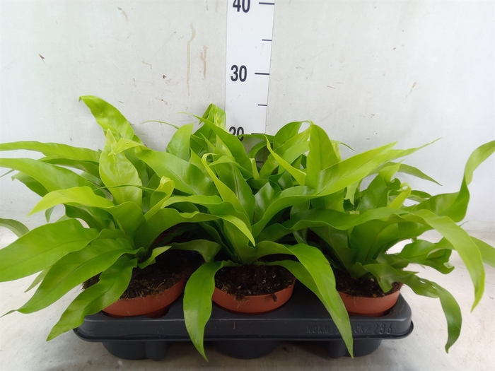 <h4>Asplenium antiquum</h4>