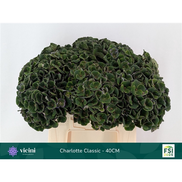 <h4>Hydr Charlotte Classic 40 cm Vicini</h4>