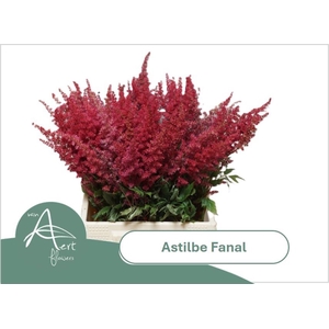 ASTIL AR FANAL