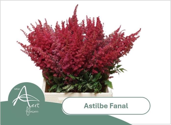 <h4>ASTIL AR FANAL</h4>