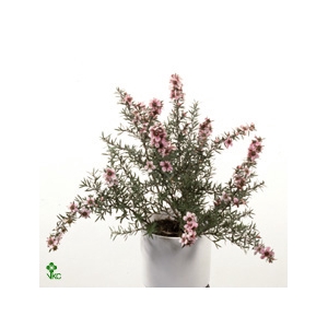 Leptospermum Op Stam Red