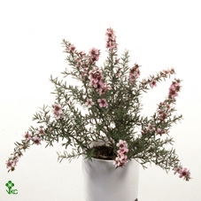 <h4>Leptospermum Op Stam Red</h4>