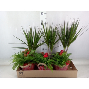 Arr.   Planten L%