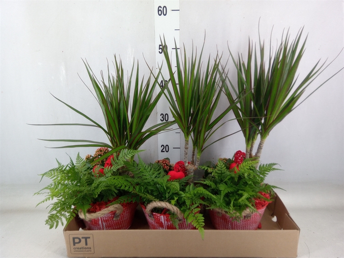 <h4>Arr.   Planten L%</h4>