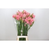 Nerine Helene