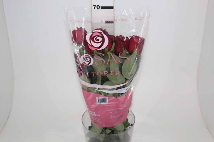 <h4>ROSA SAMOURAI 060 CM ESTUFA</h4>