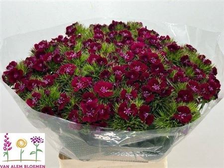<h4>Di Barb S Will Purple</h4>