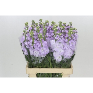 Matthiola Iron Marine