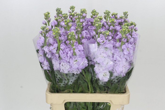 <h4>Matthiola Iron Marine</h4>