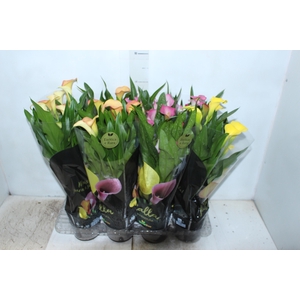 CALLA COLORIDA P14 PREMIUM