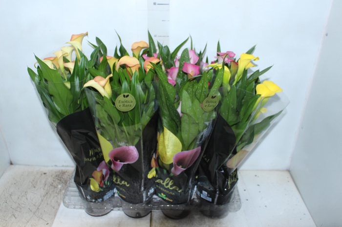 <h4>CALLA COLORIDA P14 PREMIUM</h4>