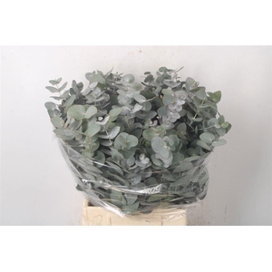 EUC CINEREA PER BOS
