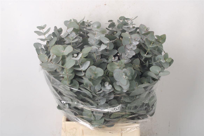 <h4>EUC CINEREA PER BOS</h4>