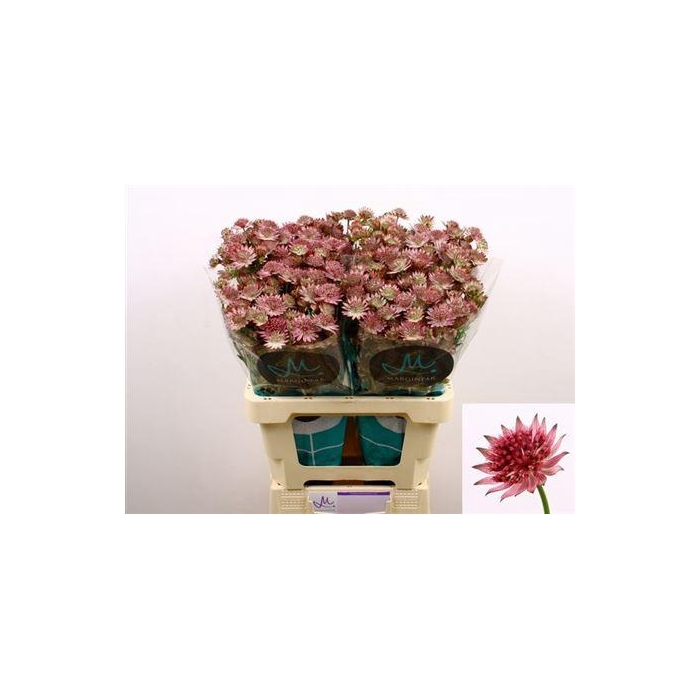 <h4>Astrantia Roma</h4>