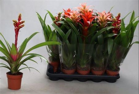 Bromelia Gem