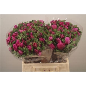Anemone Mistral Fuchsia