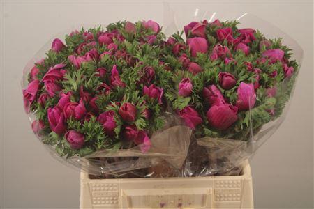 <h4>Anemone Mistral Fuchsia</h4>