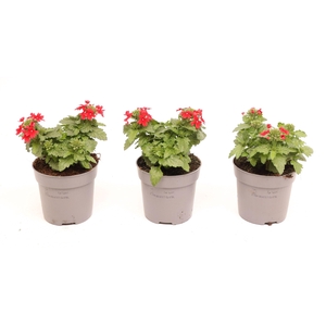 Verbena Drums Red