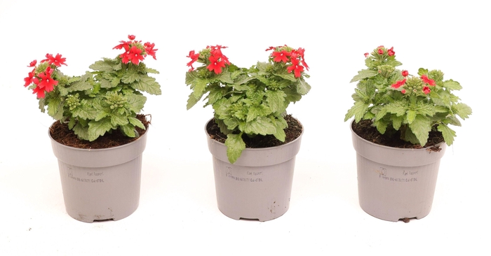 <h4>Verbena Drums Red</h4>