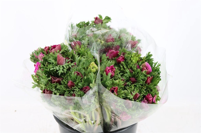 <h4>Anem Marianne Orchid</h4>