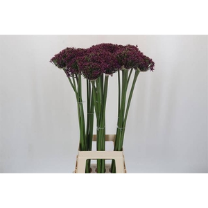 ALLIUM CHERRY