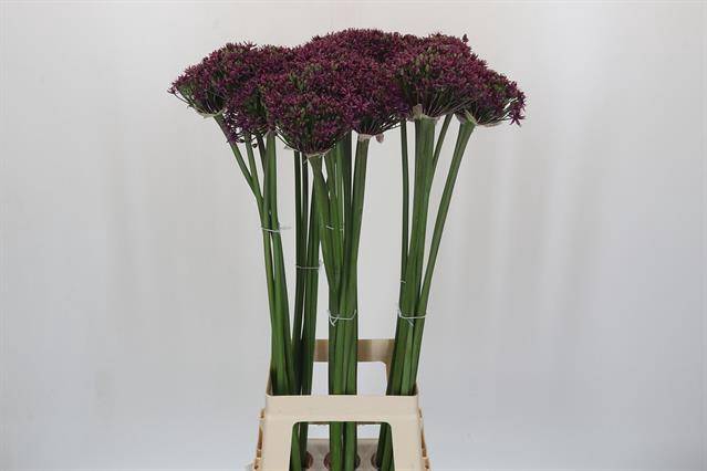 <h4>ALLIUM CHERRY</h4>
