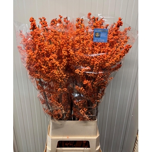ILEX VE WINTER GOLD