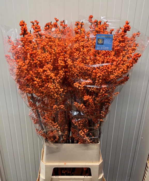<h4>ILEX VE WINTER GOLD</h4>