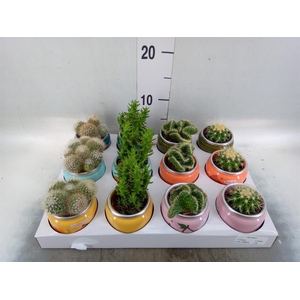 Cactus ...mix