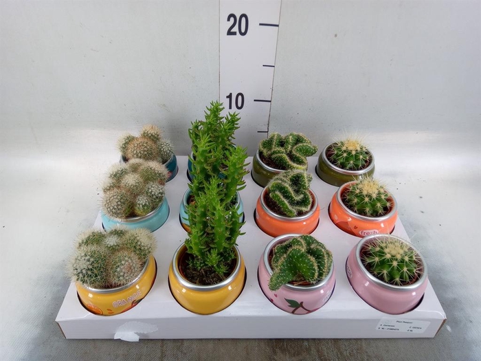 <h4>Cactus   ...mix</h4>