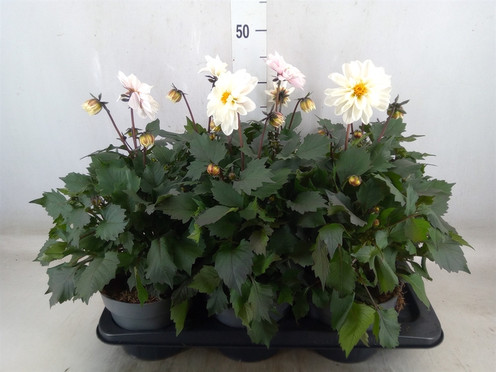 <h4>Dahlia   ...from seeds/cuttings</h4>