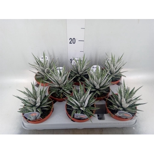 Haworthia fasciata 'Alba'