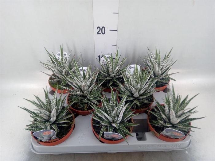 <h4>Haworthia fasciata 'Alba'</h4>