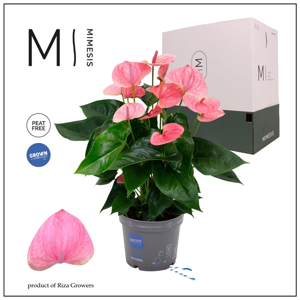 <h4>Mimesis Anthurium KARMA Sweetdream - 17cm</h4>