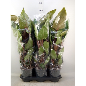 Philodendron  'Red Emerald'
