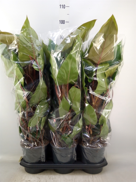 <h4>Philodendron  'Red Emerald'</h4>