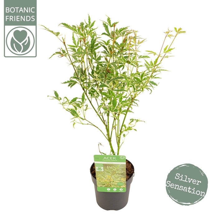 <h4>Acer palm. 'Butterfly'</h4>