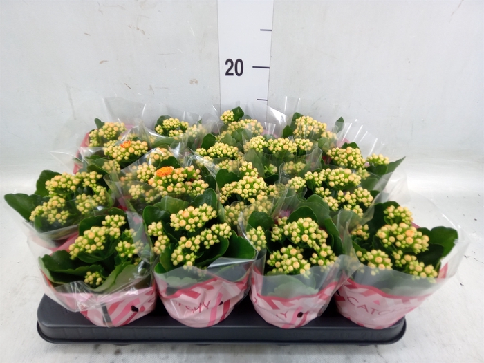 <h4>Kalanchoe blos. 'Calandiva Hawn'</h4>