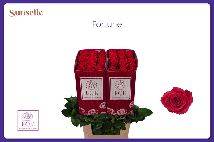 <h4>R GR FORTUNE</h4>