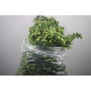 HOPPE STRENG 500CM*#