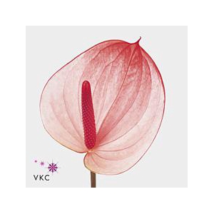 Anthurium maxima elegance